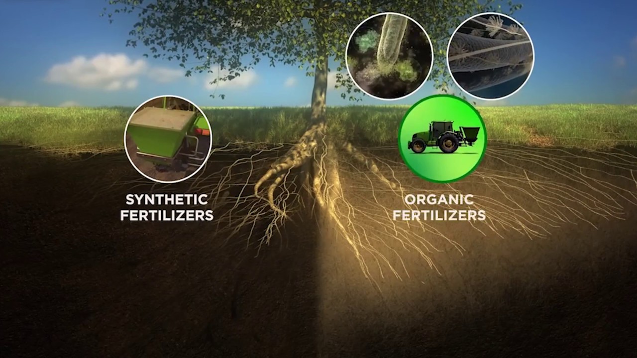 Why do my plants always struggle? Fungi & bacteria are missing! YouTube