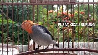 Kicau Burung Kemade / Cit Keres Untuk Pancingan / Pikat Burung Kecil Liar