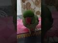 भुक्खड़ मिट्ठू की दावत 🦜 #mithu #mithuvlogs  #parrot #mithukizuban #birds #talkingmitthu #funny