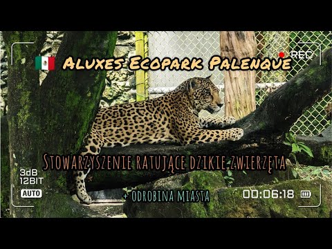 Miniatura filmu: Aluxes Ecopark Palenque (stowarzyszenie ratujące dzikie zwierzęta) + miasto (Chiapas/Meksyk)
