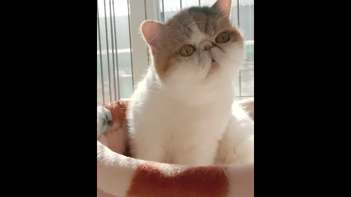 Video 1676171: kitten collection cats, fun pet cats entertainment, cats pets animals fun, cat pet animals beautiful, pet cats entertainment amazing, cute beautiful cats pets, cat adorable animals pet