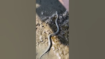 What kind of snake is this? #snake #fishing #fish #sea #shorts #shortvideo