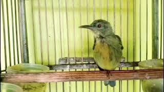 Tembakan pedas burung KOLIBRI MANGGAR Trotol gacor Full isian