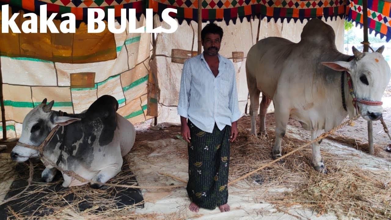 Kaka bulls పోతిన లక్షిత్ చౌదరి గారు కొండపాటూరు గ్రామం కాకుమాను మండలం ...