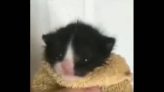 GATO FALANDO UM ARROTO screenshot 3