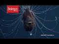 Mysterious Deep-Sea Creature Never Seen Alive Caught on Video