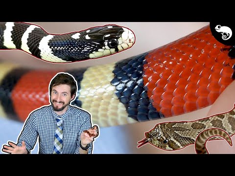 Video: Coral snake: features, lifestyle, habitats