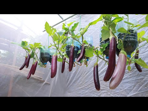 Video: Auberginepleje på hovedet - dyrkning af auberginer på hovedet