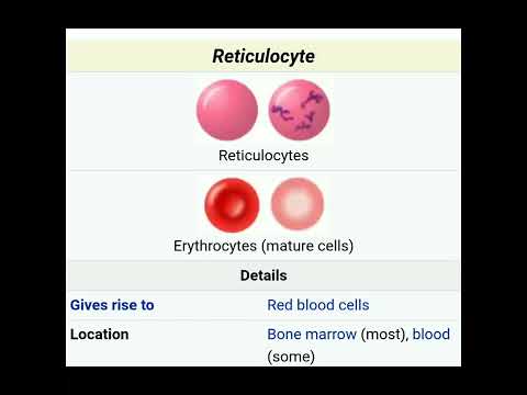 Video: Retikulositlər harada yetkinləşirlər?