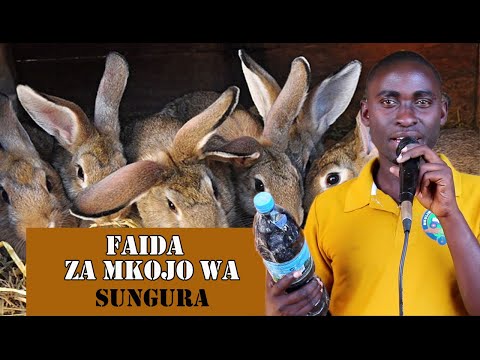 Video: Damu Kwenye Mkojo Katika Sungura