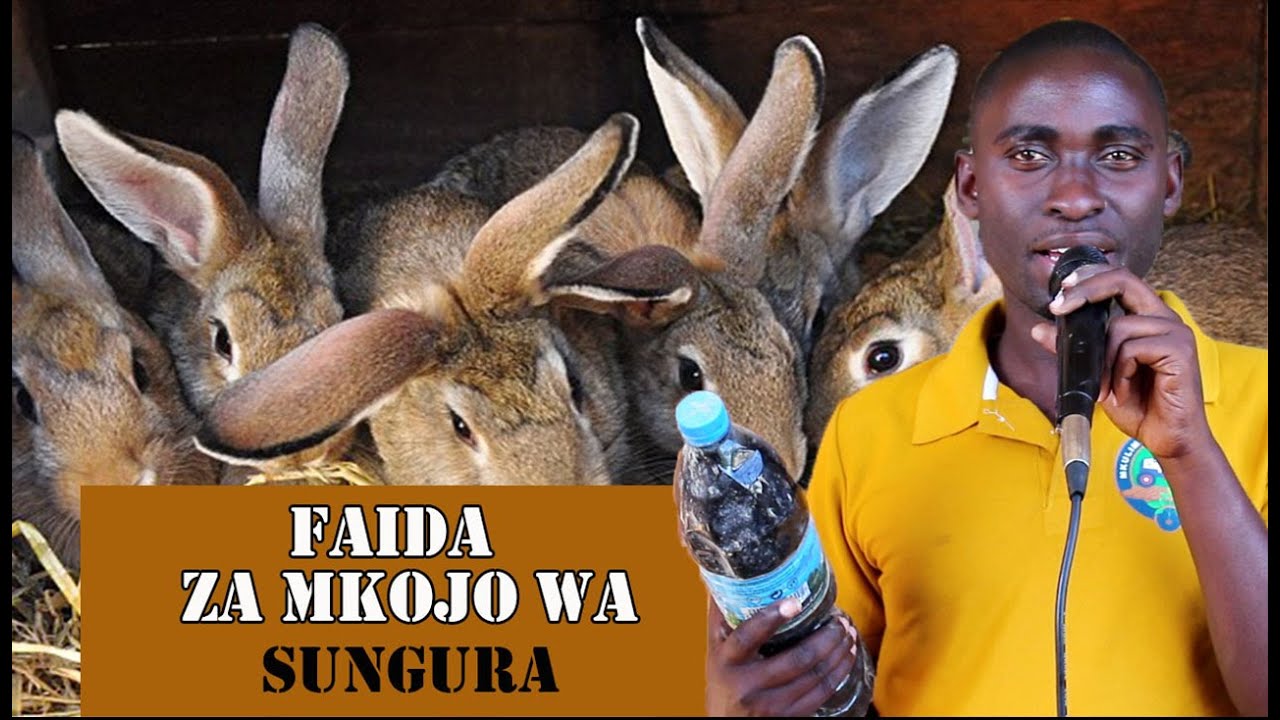 UFUGAJI WA SUNGURA Matumizi soko Na Faida Za Mkojo Wa Sungura YouTube ufugaji-wa-sungura-matumizi-soko-na-faida-za-mkojo-wa-sungura-youtube