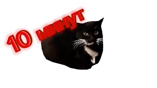 MAXWELL Cat, 10 минут.  MAXWELL Cat, 10 minutes