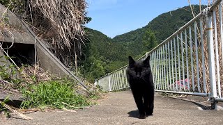 坂道で追いかけてくる黒ねこちゃん No.1201 2026年 6月 17