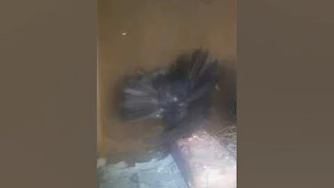 My pigeons