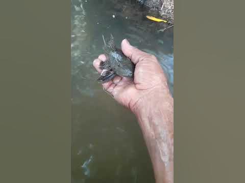 PEIXE BODÓ #shorts - YouTube