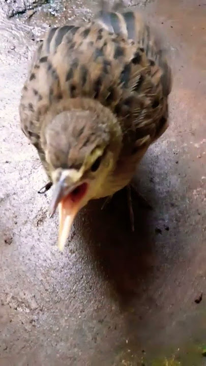 SUARA ANAK BURUNG CUCAK KORENG LAGI KK 🐦🤗🤗 #viral #subscribe #trending #shorts #short #shots
