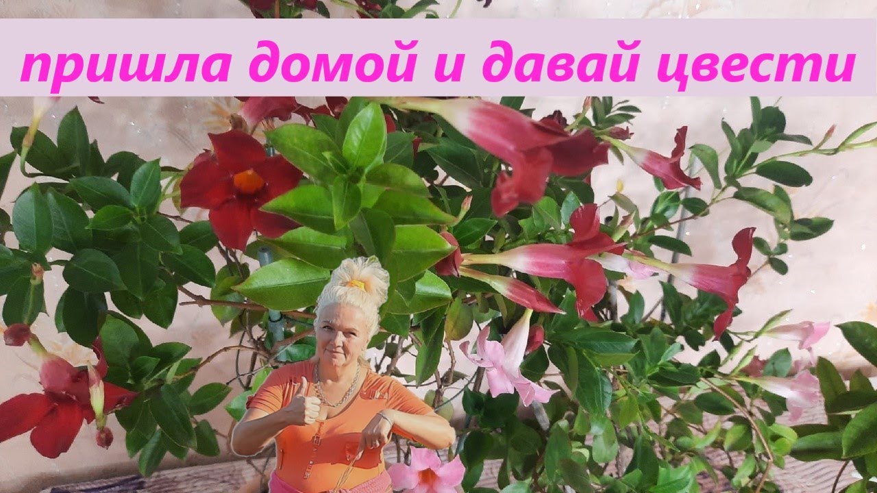 Дипладения пришла с улицы и убойно цветет, провожу черенкование.