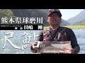 熊本県球磨川『尺鮎』【がま鮎 パワーソニック】