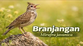Suara Burung Branjangan Gacor Alami (Natural Branjangan Bird Sounds – Clear \u0026 Active Song)