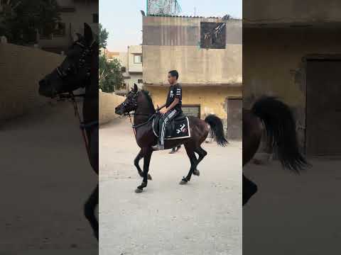 فخد ف السريع من الحصان القاضي قول ماشاءالله خيل السمان اكسبلور