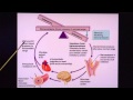 Regulation of Blood Pressure