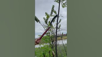 Tôi làm con rựa phát rẫy bằng thép chốt xích xe tăng chặt cây như chặt chuối vậy