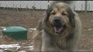 Petition held to euthanize a guard dog