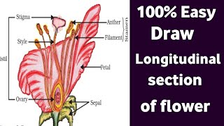 How to draw longitudinal section of flower || Class 10th Science