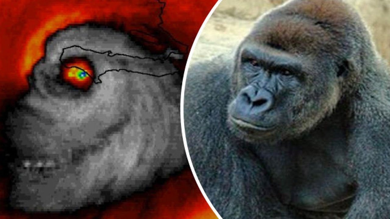 HURRICANE MATTHEW IS HARAMBE - HURRICANE MATTHEW IS HARAMBE