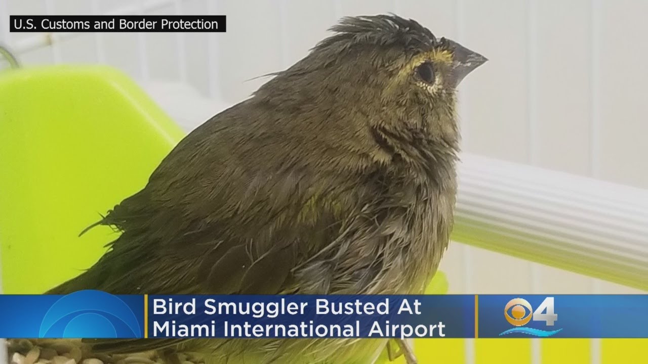 Bird Smuggler Busted At Miami International Airport