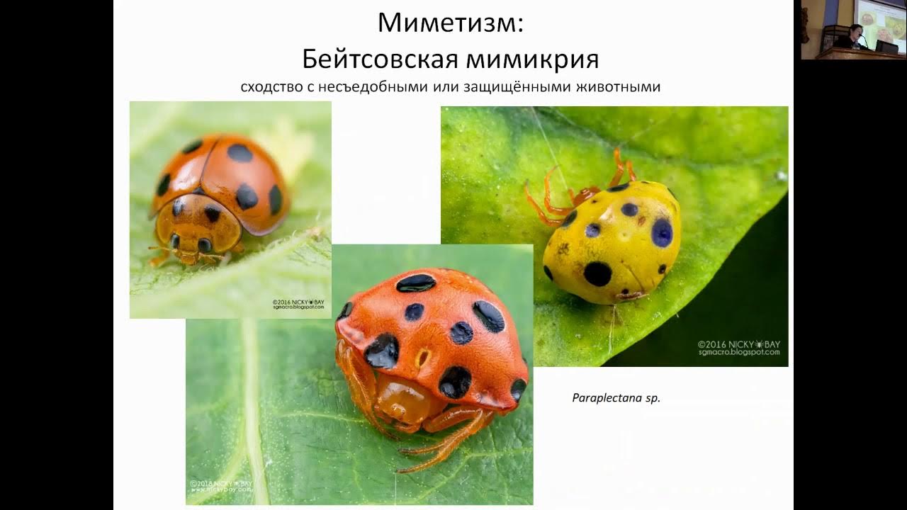 Генри уолтер бейтс. Бейтсовская и мюллеровская мимикрия таблица. Мимикрия бейтса и мюллера. Бейтсовской мимикрией. Мимикрия примеры.