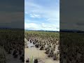 Ini lokasi cari rumput & Damen