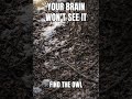 Your Brain Won’t See This Owl | 95% Fail