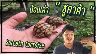 เทคนิคมือใหม่เลี้ยงเต่า ‘’ ซูคาต้า ‘’ ( Sulcata tortoise )