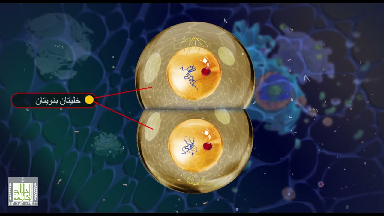 الإنقسام الميتوزي