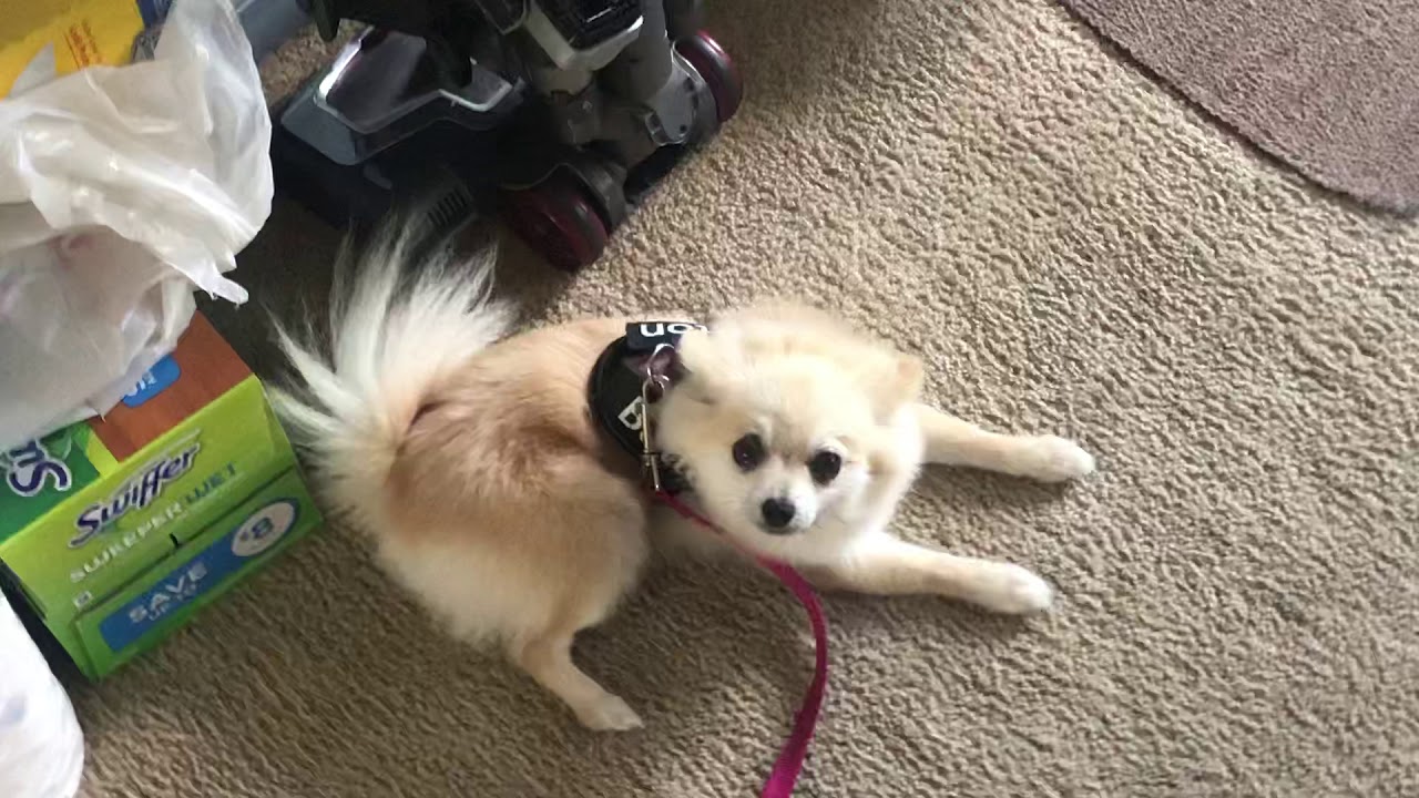 My dog being cuter than yours for 104 YouTube