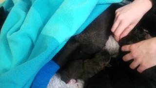 Newborn pups by Pete the Vet 104 views 9 years ago 18 seconds