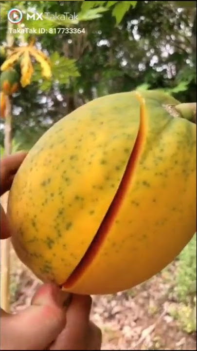 #Oddly satisfying video#Fruit cutting#papaya