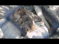 Fossa couple doze.まどろむフォッサの夫婦。