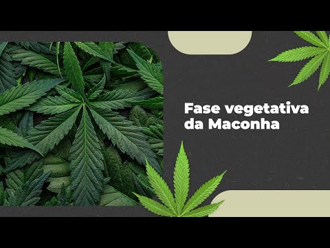 Fase vegetativa no Cultivo de Cannabis: Dicas Essenciais
