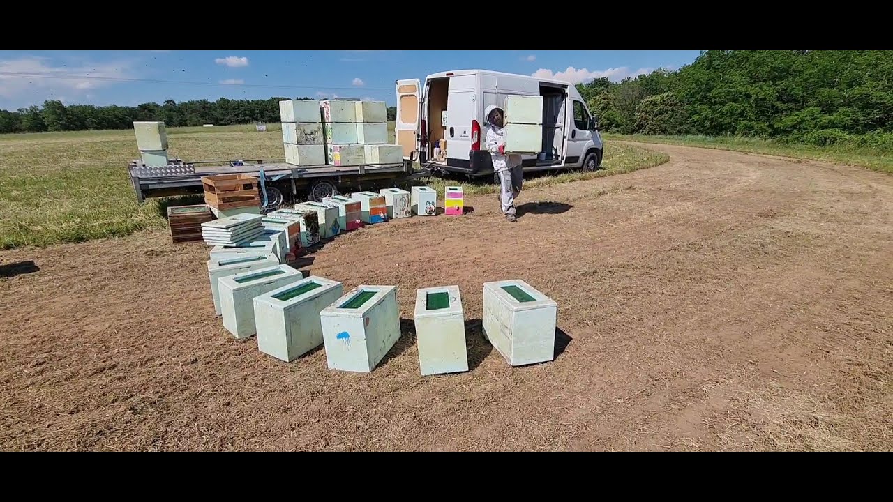 Înmultirea coloniilor de albine in sistem intensiv