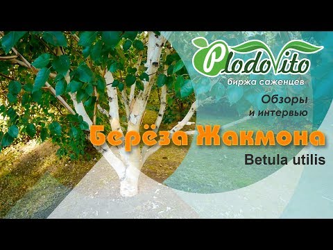 Vídeo: Bétula De Pedra (22 Fotos): Onde Cresce A Bétula De Erman? Descrição Da Bétula Em Kamchatka, Plantio E Cuidados Com A Bétula Kamchatka