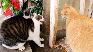 ハンバーガー屋さんの周りに集まる看板猫達、せっかくの休日に喧嘩しないで！