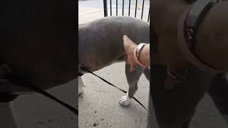 Beautiful Pitbull Bella 4