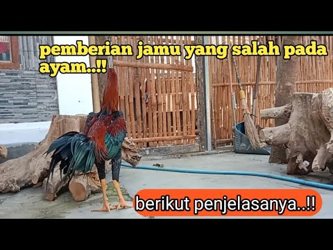 Jamu Temujin Untuk Ayam Aduan