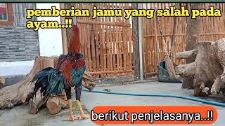 giving the wrong herbal medicine to chickens