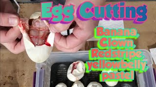 Ball Python Egg Cutting. heading towards Banana Pompeii?!?! Profile