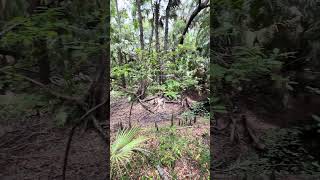 #exploreflorida #explorenature