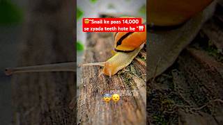 “Snails Are Slow… But These Facts Will Shock You! 🐌 |SnapFacts&quot; #shorts #snapfacts #facts #animals