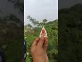 Survival Skills: SMART ideas andUseful in forest #survival #useful #ideas #smart #shortsl #camping